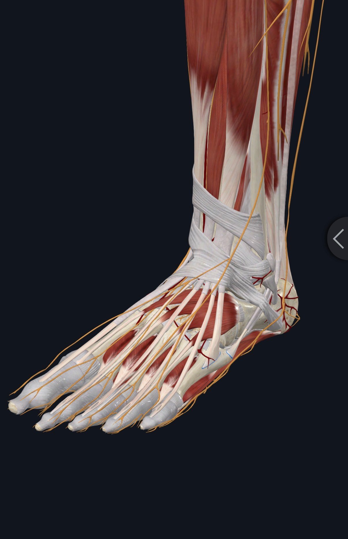 Ilustrasi anatomi saraf dan tendon pada kaki dan buku lali