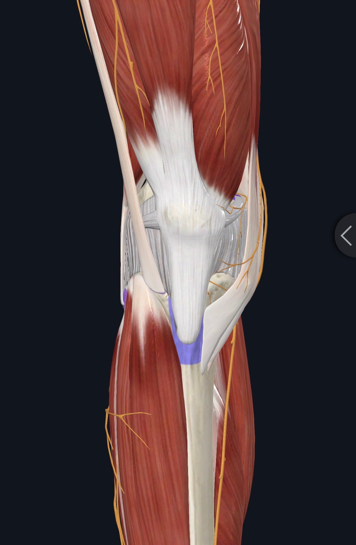 Ilustrasi dekat tendon, sendi dan saraf pada lutut