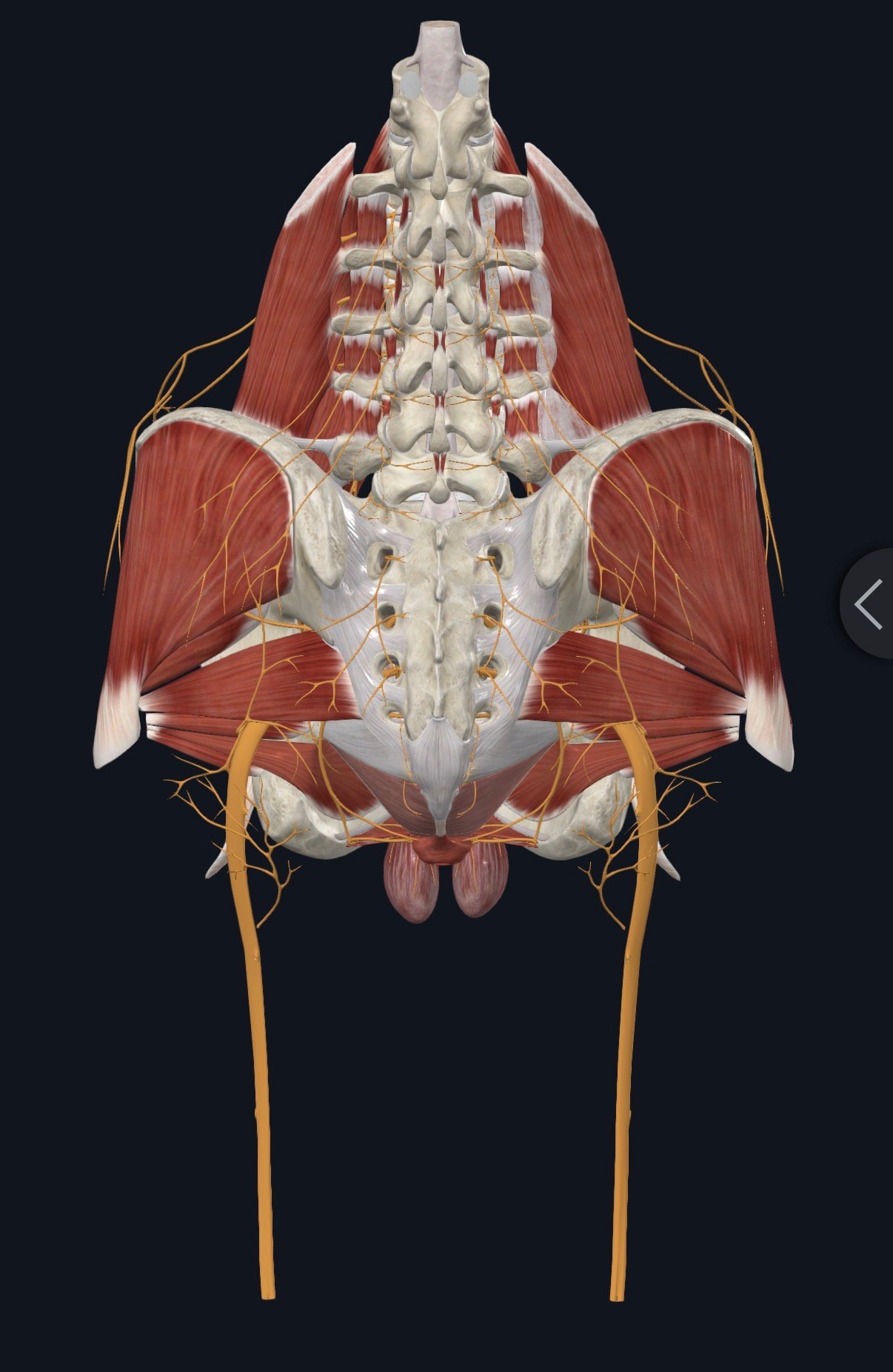 Ilustrasi saraf dan otot pelvis dari pandangan belakang