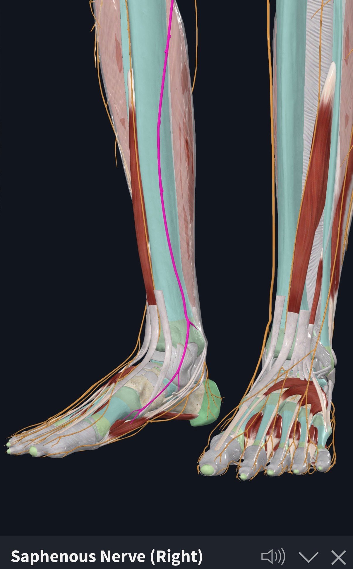Ilustrasi saraf saphenous melalui kaki menuju ke bahagian dalam lutut dan kaki