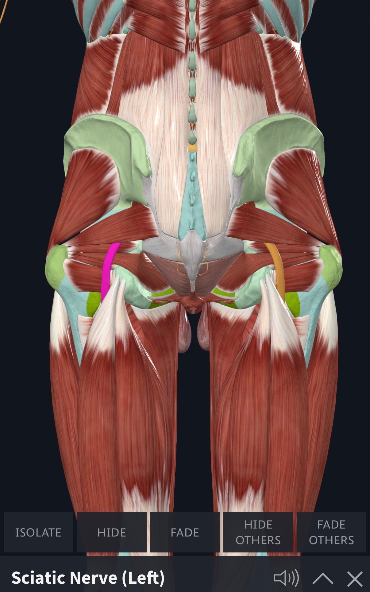 Ilustrasi otot pelvis dan saraf sciatic yang ditonjolkan